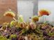 Dionaea muscipula Spotty - S DM54 фото 6