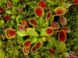 Dionaea muscipula Cupped trap - S DM04 фото 4