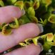 Dionaea muscipula Cupped trap - S DM04 фото 7