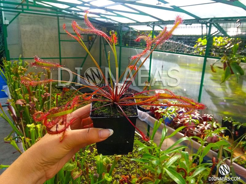 Drosera Capensis Red Leaf SD-DR23 фото