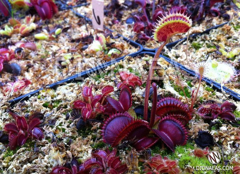 Dionaea muscipula Spotty - S DM54 фото