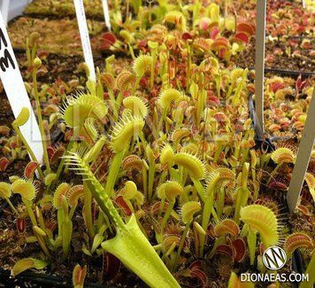 Dionaea muscipula "Shark Teeth" (PL) - S DM72 фото