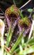 Sarracenia Psittacina | Сарраценія Папуга - S S21 фото 4