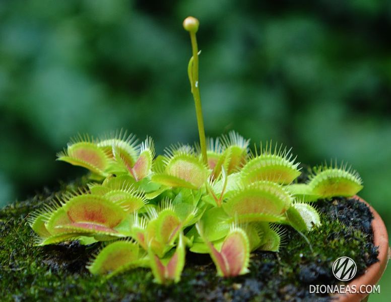 Dionaea muscipula Miniature Flower Giant - S DM21 фото