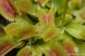 Dionaea muscipula Miniature Flower Giant - S DM21 фото 2