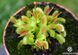 Dionaea muscipula Miniature Flower Giant - S DM21 фото 4