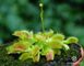 Dionaea muscipula Miniature Flower Giant - S DM21 фото 3