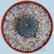 Sulcorebutia rauschii violacidermis (Сулькоребуція Рауша Віолацидерміс, Сулькоребуція Рауша фіолетова) SU34 фото 9