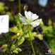 Dionaea muscipula Miniature Flower Giant - S DM21 фото 5