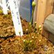 Dionaea muscipula Miniature Flower Giant - S DM21 фото 1