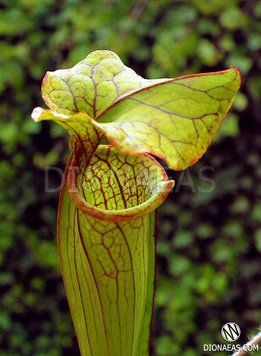 Sarracenia hybrid 9 - S S40 фото