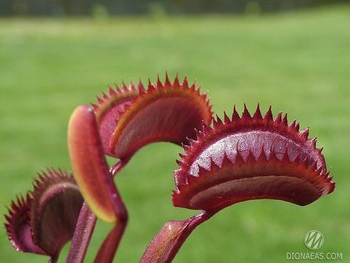 Dionaea muscipula Red piranha - S DM38 фото