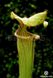 Sarracenia hybrid 9 - S S40 фото 3
