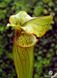 Sarracenia hybrid 9 - S S40 фото 1