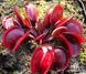 Dionaea muscipula Red piranha - S DM38 фото 4