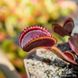 Dionaea muscipula Red piranha - S DM38 фото 5