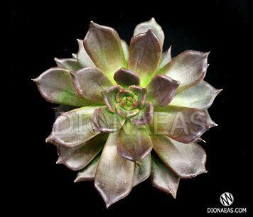 Echeveria Echoc SU12 фото