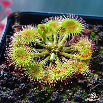 Drosera Rotundifolia | Росичка Круглолиста DR35 фото