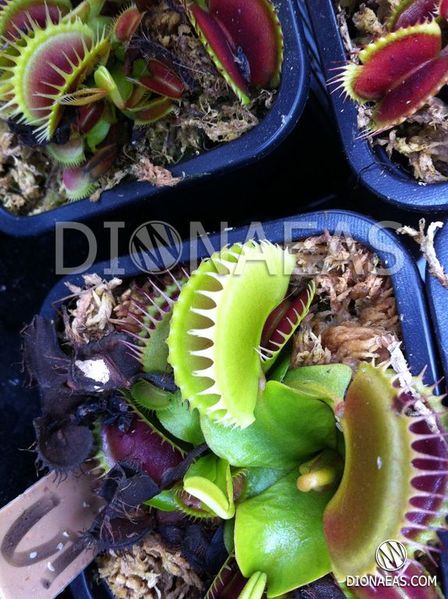 Dionaea muscipula Tiger fangs - S DM55 фото