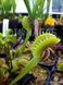 Dionaea muscipula Tiger fangs - S DM55 фото 3