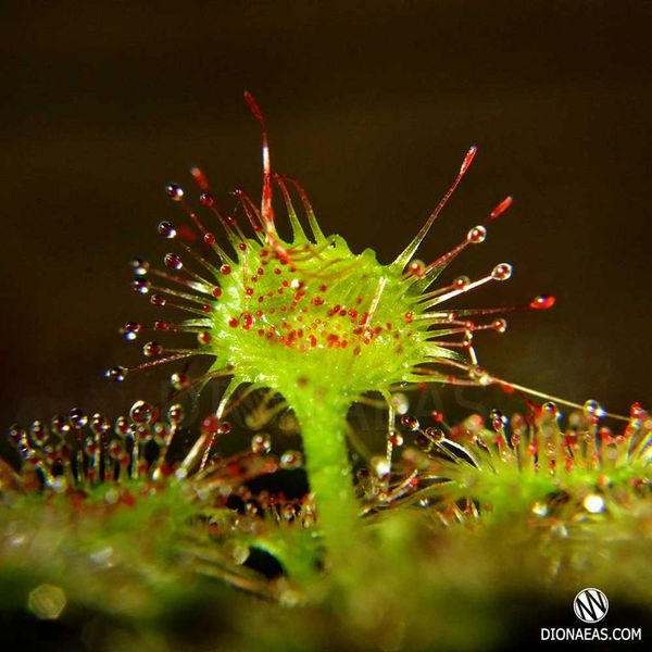 Drosera Rotundifolia | Росичка Круглолиста DR35 фото