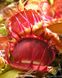 Dionaea muscipula Cross teeth - S DM05 фото 6