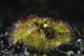 Drosera Rotundifolia | Росичка Круглолиста DR35 фото 6