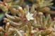 Crassula Humbertii - Крассула Гумберта, Карликовая крассула SU145 фото 7