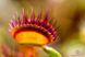 Dionaea muscipula Cross teeth - S DM05 фото 4