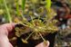 Drosera Rotundifolia | Росичка Круглолиста DR35 фото 10