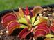 Dionaea muscipula Tiger fangs - S DM55 фото 4