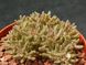 Crassula Humbertii - Крассула Гумберта, Карликовая крассула SU145 фото 6