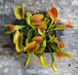 Dionaea muscipula Tiger fangs - S DM55 фото 1