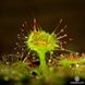 Drosera Rotundifolia | Росичка Круглолиста DR35 фото 9