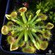 Drosera Rotundifolia | Росичка Круглолиста DR35 фото 3
