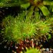 Drosera Rotundifolia | Росичка Круглолиста DR35 фото 8