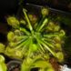 Drosera Rotundifolia | Росичка Круглолиста DR35 фото 4
