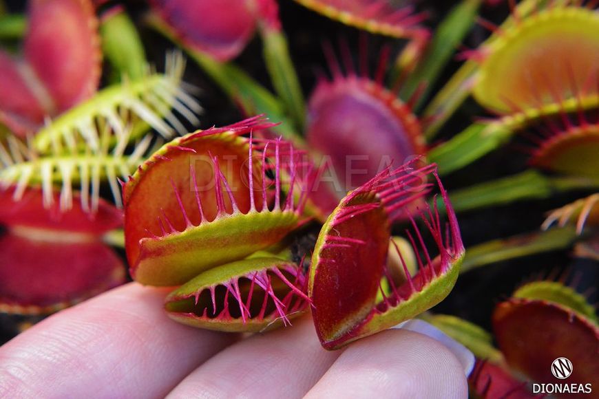 Dionaea muscipula Cross teeth - S DM05 фото