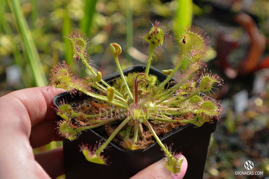 Drosera Rotundifolia | Росичка Круглолиста DR35 фото