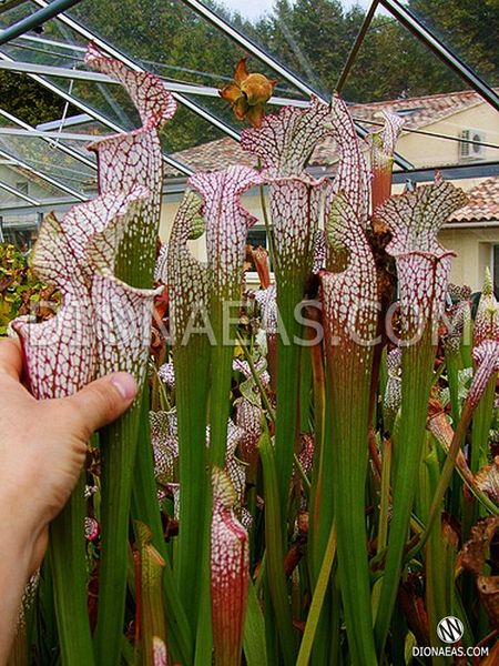 Sarracenia Leucophylla pink and purple pitchers, vigorous and tall plant - S S22 фото