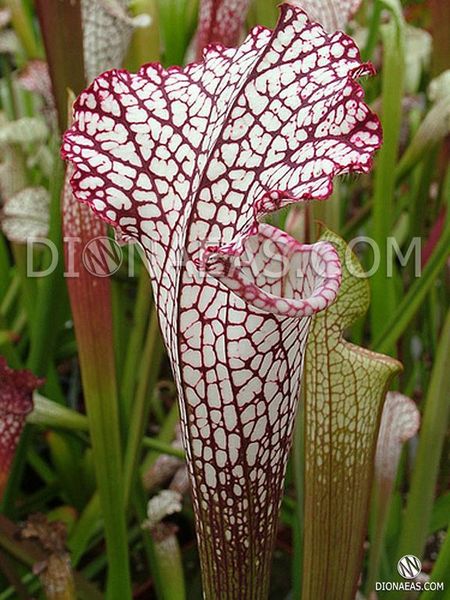 Sarracenia Leucophylla pink and purple pitchers, vigorous and tall plant - S S22 фото