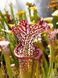 Sarracenia Leucophylla pink and purple pitchers, vigorous and tall plant - S S22 фото 1