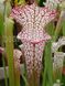 Sarracenia Leucophylla pink and purple pitchers, vigorous and tall plant - S S22 фото 2