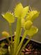 Dionaea muscipula "Yellow Fused Tooth" - S DM74 фото 3