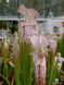 Sarracenia Leucophylla pink and purple pitchers, vigorous and tall plant - S S22 фото 5