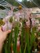 Sarracenia Leucophylla pink and purple pitchers, vigorous and tall plant - S S22 фото 6