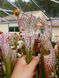 Sarracenia Leucophylla pink and purple pitchers, vigorous and tall plant - S S22 фото 4