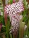 Sarracenia Leucophylla pink and purple pitchers, vigorous and tall plant - S S22 фото 3