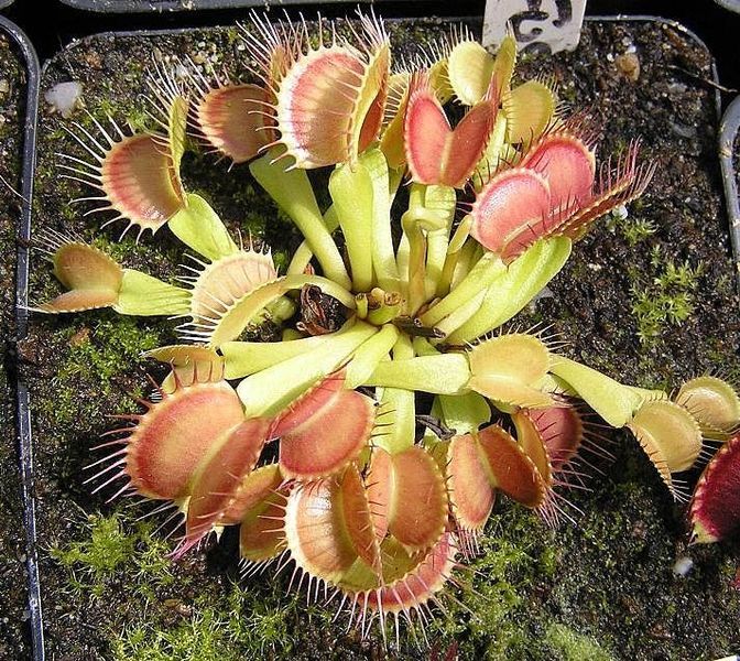 Dionaea muscipula "Yellow Fused Tooth" - S DM74 фото