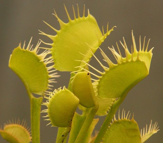 Dionaea muscipula "Yellow Fused Tooth" - S DM74 фото